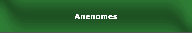 Anenomes