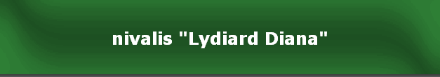 nivalis "Lydiard Diana"