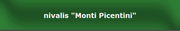 nivalis "Monti Picentini"