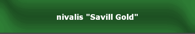 nivalis "Savill Gold"