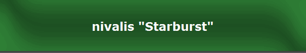 nivalis "Starburst"