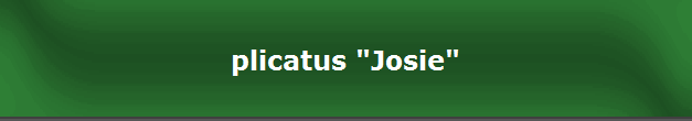 plicatus "Josie"