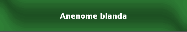Anenome blanda