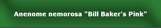 Anenome nemorosa "Bill Baker's Pink"