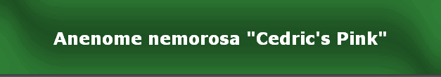 Anenome nemorosa "Cedric's Pink"