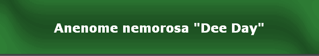 Anenome nemorosa "Dee Day"