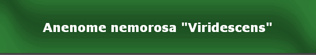 Anenome nemorosa "Viridescens"
