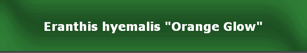 Eranthis hyemalis "Orange Glow"