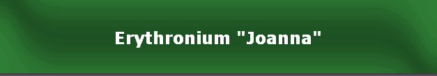 Erythronium "Joanna"