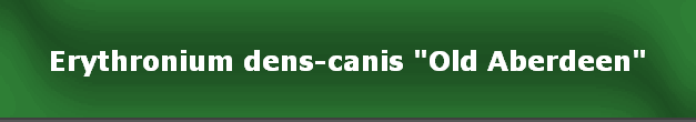 Erythronium dens-canis "Old Aberdeen"