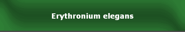 Erythronium elegans