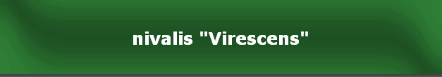 nivalis "Virescens"