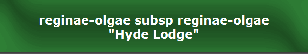 reginae-olgae subsp reginae-olgae
"Hyde Lodge"